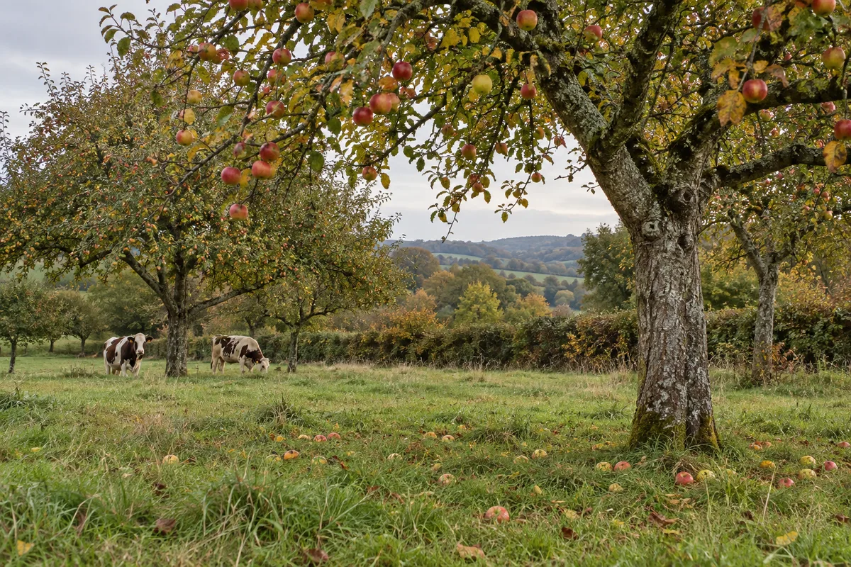 Pré-verger de pommiers haute-tige chargés de fruits à l&rsquo;automne, deux vaches au pâturage sous les arbres